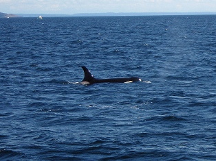 seattle whale watching